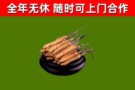 靖安烟酒回收冬虫夏草.jpg